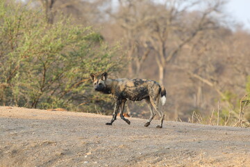 African wild dog