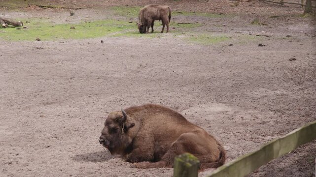 European wood bisons also known as the wisent, zubr or buffalo.