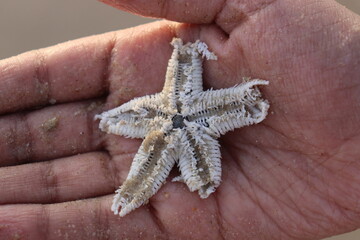 A starfish resting on the palm of a curious boy at the beach, capturing vacation vibes