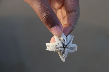 A starfish held gently in a hand beside the beach, curious boy, vacation mode