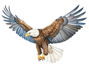Obraz premium Majestic bald eagle soaring with outstretched wings in detailed watercolor illustration