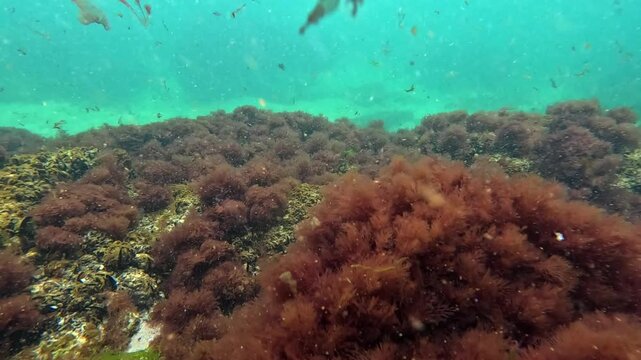 Enteromorpha intestinalis green algae that have broken away from the substrate float in the water near the rocks near the shore