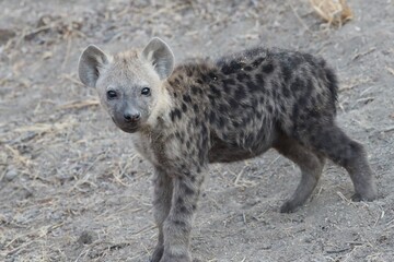 hyena cub