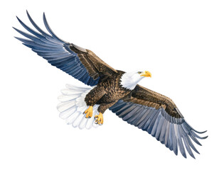 Naklejka premium Majestic bald eagle soaring with outstretched wings in detailed watercolor illustration