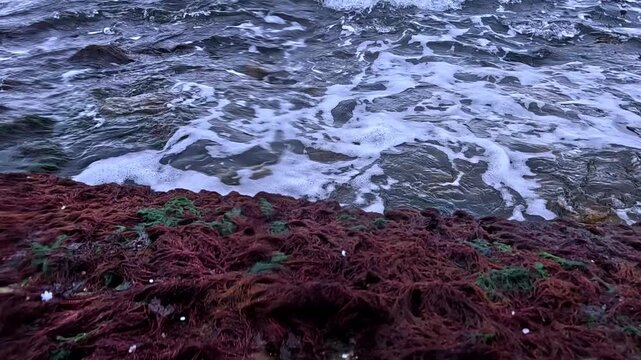 Waves throw red and green algae ashore, macrophytes in the coastal biocenosis of the Black Sea