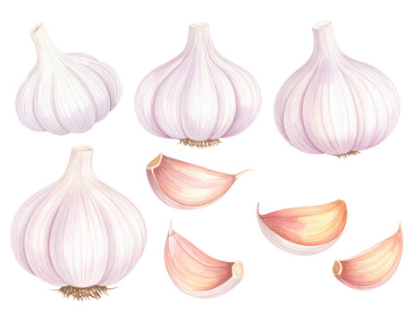 Watercolor garlic bulbs and cloves set with purple skin and natural textures on transparent background