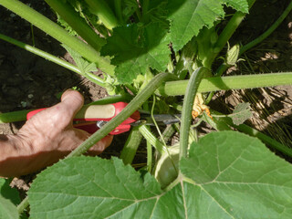 A hand using red pruning shears to cut a pattypan squash from its vine