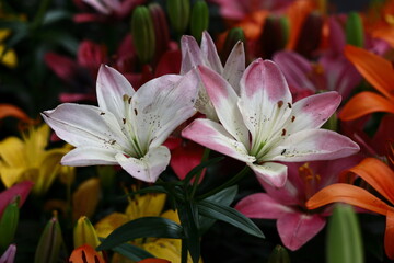 純潔を象徴する花