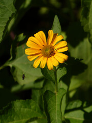 A vibrant yellow daisy-like flower with a bee in flight