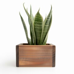Sansevieria in White Minimalist Ceramic Pot on White Background