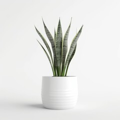 Modern Snake Plant in Clean White Pot for Interior Design