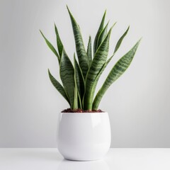 Modern Snake Plant in Clean White Pot for Interior Design