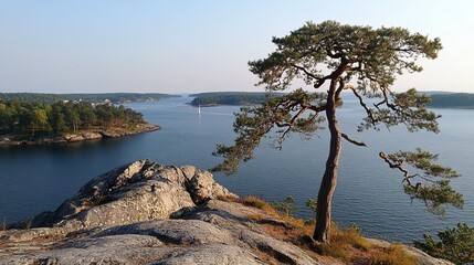 Obraz premium Coastal view with pine tree on rocky outcrop