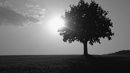 Black and white landscape with solitary tree. Sunlit silhouette of a tree on a vast field