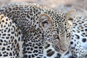 Fototapeta premium Young leopard