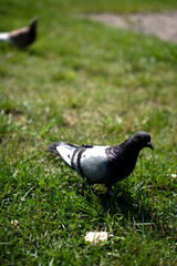 close-up of a pigeon foraging in a sunlit grassy field, capturing the natural setting with a blurred serene background, showcasing textures of feathers and lush green grass, vibrant, setting, colors
