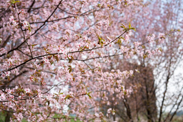 close-up of cherry blossoms in full bloom on tree branches with soft pink petals creating a serene and tranquil atmosphere on a clear spring day, alive, breeze, sunny, vibrant, ethereal, idyllic