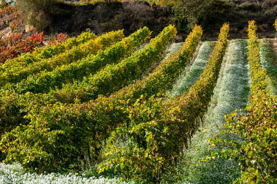 Golden vineyards covering the hillsides of northern Spain, vibrant autumn colors and neat rows illustrating harvest time, rural topography and tradition in the La Rioja countryside