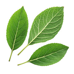 Fototapeta premium New Photo green leaves isolated on tranesparant background