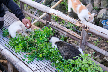 Group of curious cats gather on a bamboo bench, sniffing and nibbling fresh green leaves, while one cat climbs over the railing, adding playful charm to this peaceful rural scene.