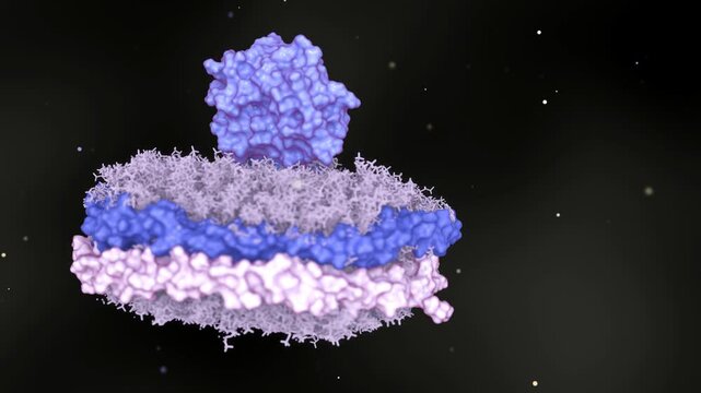 3d animation of floating nanodisc consists of Phospholipids and A stabilizing belt that holds the phospholipids together.