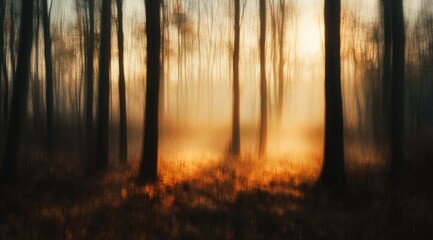 Obraz premium Misty forest sunrise, blurred