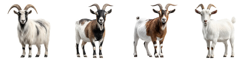 Goat Portraits Collection, Farm Animals, Isolated on White