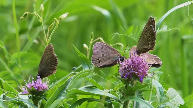 ringlet butterflies on  blossoms