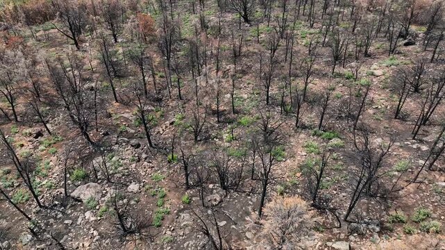 Aerial view of a charred forest landscape contrasting with vibrant green trees, showcasing the aftermath of a fire, Pine, Arizona, United States.