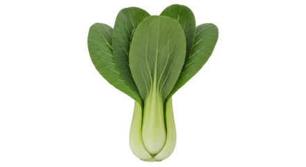 Isolated Bok Choy Vegetable
