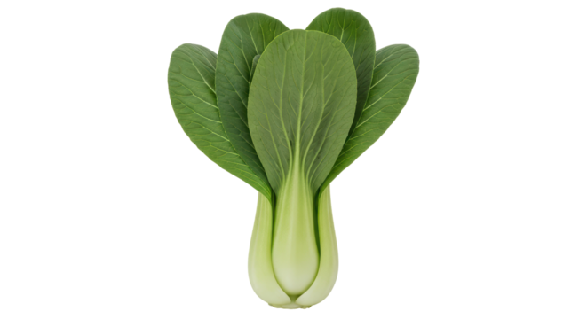 Isolated Bok Choy Vegetable
