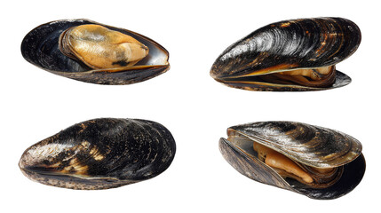 Closeup of four clams in a row, study of texture and arrangement against simple backdrop.