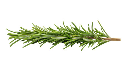 Fototapeta premium Isolated Fresh Rosemary Sprig