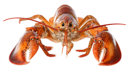 Majestic ocean crab with strikingly long tail, a glimpse into marine wildlife large.