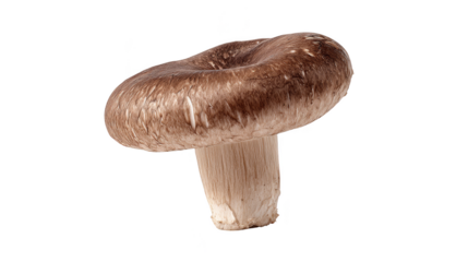 Mushroom on black background, a study in simple elegance and natural beauty .