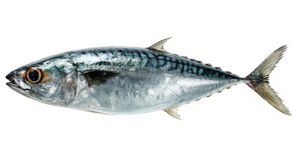 Striking black background fish photography, a captivating glimpse into aquatic life and minimalist art