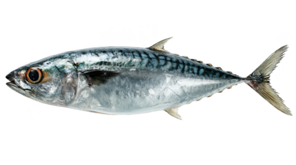 Striking black background fish photography, a captivating glimpse into aquatic life and minimalist art