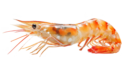 Macro photography of a shrimp, detailed exploration of texture and color on black background
