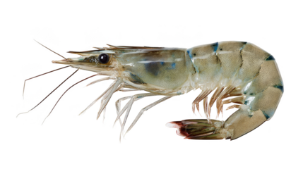 The majestic fish with an exquisitely long tail, a glimpse into the wonders of aquatic life.