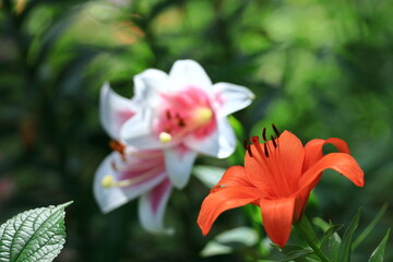 純潔を象徴する花