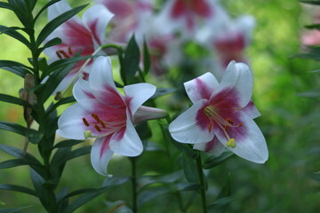 Fototapeta premium 純潔を象徴する花