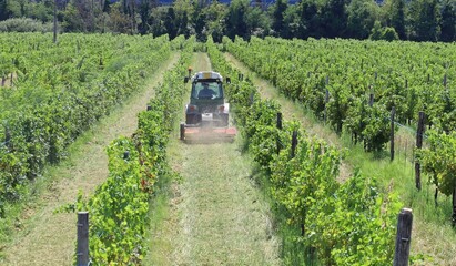 Tractor with a lawn mower attachment at work among the vineyard