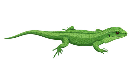 Fototapeta premium Green lizard illustration isolated on white background reptile wildlife nature animal