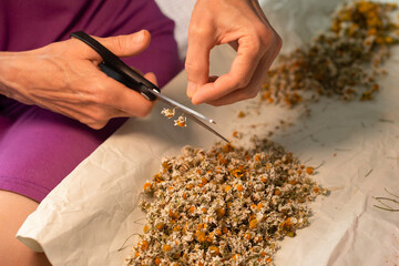 Wiry hands of an elderly woman are cutting dried chamomile flowers