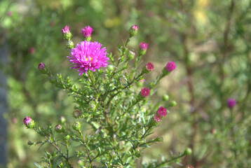 pink flowers of chrysanthemum on the cottage