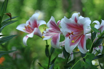 Fototapeta premium 純潔を象徴する花