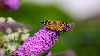 Painted Lady on Buddleia: Butterfly on purple flower in the garden