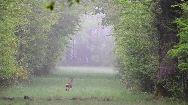 Roe Deer doe on the lookout in a firewall in the forest. Capreolus capreolus, Sologne, Loiret 45, r&eacute;gion Centre Val de Loire, France, Europe