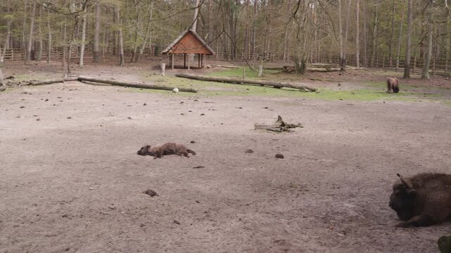 European wood bisons also known as the wisent, zubr or buffalo in a park.