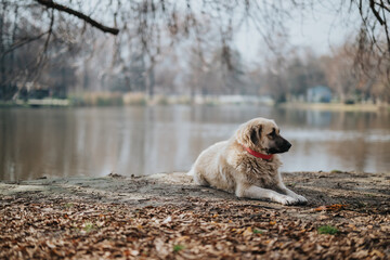 A peaceful moment as a dog lays calmly by the water on an autumn afternoon, surrounded by fallen...